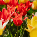 Tulpenmischung 'Greigii Mixed'