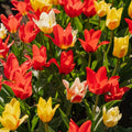 Tulpenmischung 'Greigii Mixed'
