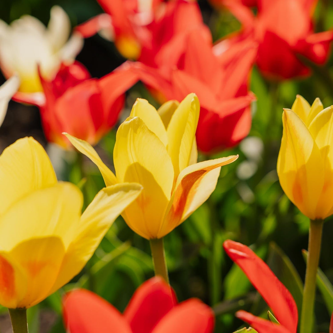 Tulpenmischung 'Greigii Mixed'