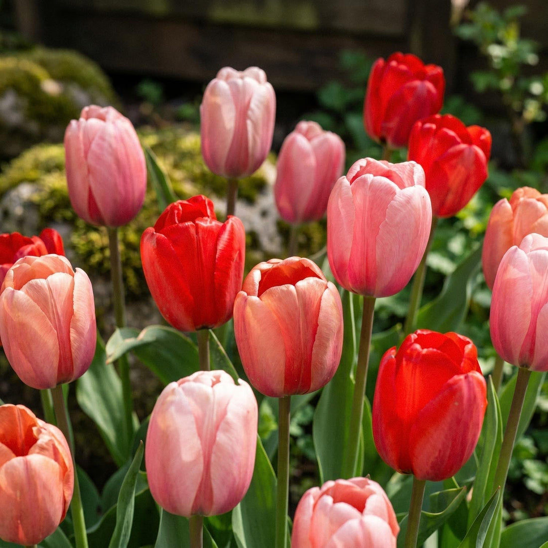 Tulpenmischung 'Impression Mixed'