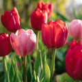 Tulpenmischung 'Impression Mixed'