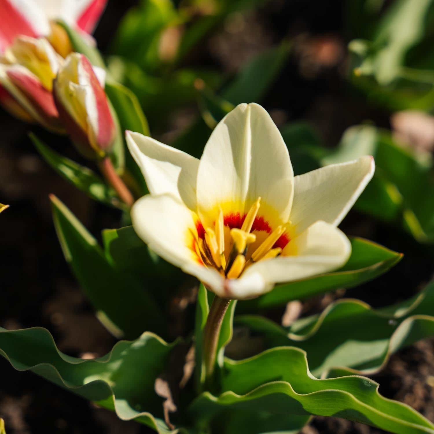 Tulpenmischung 'Kaufmanniana Mixed'