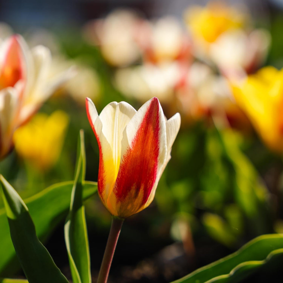 Tulpenmischung 'Kaufmanniana Mixed'