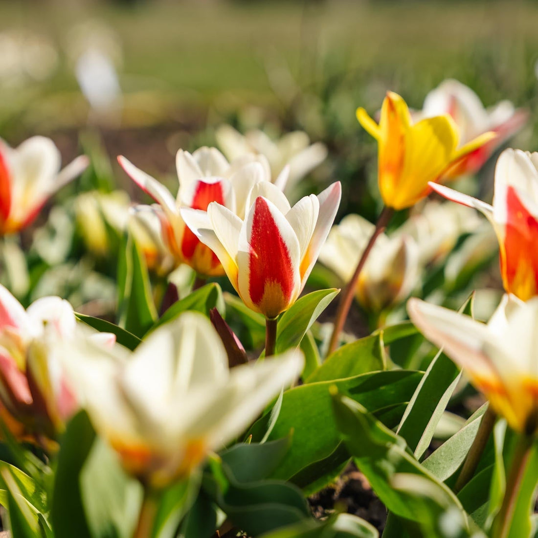 Tulpenmischung 'Kaufmanniana Mixed'