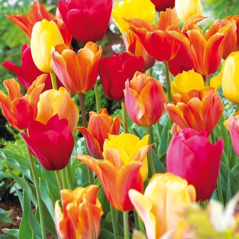 Tulpenmischung 'Orange Mixed'