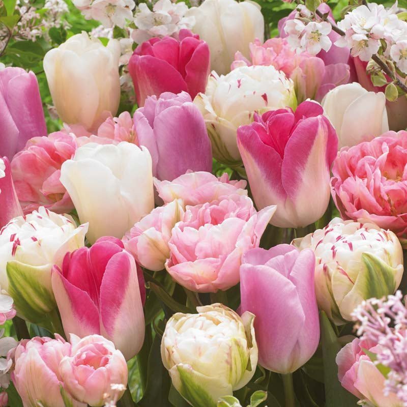 Tulpenmischung 'Pink White Mixed'