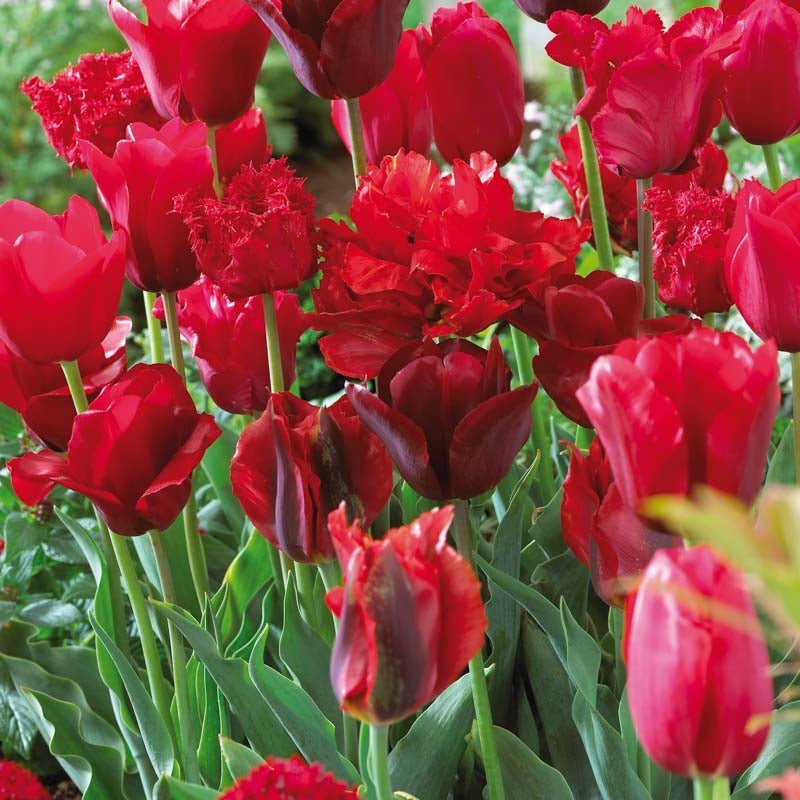 Tulpenmischung 'Red Mixed'