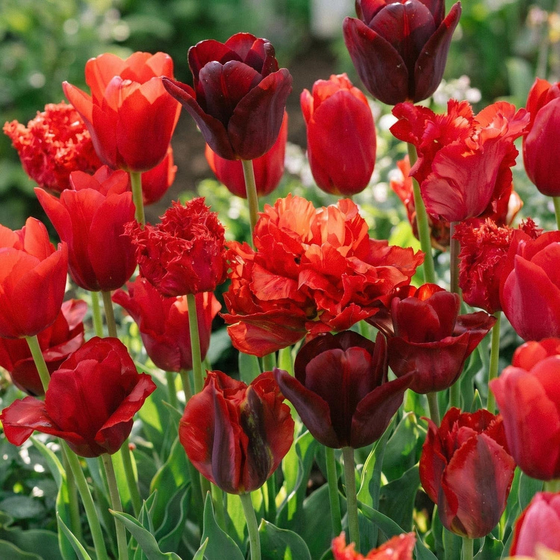 Tulpenmischung 'Red Mixed'