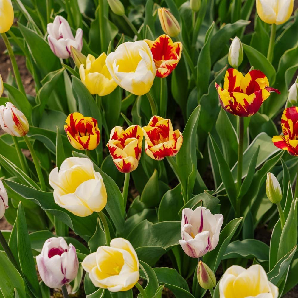 Tulpenmischung 'Rembrandt Mixed'