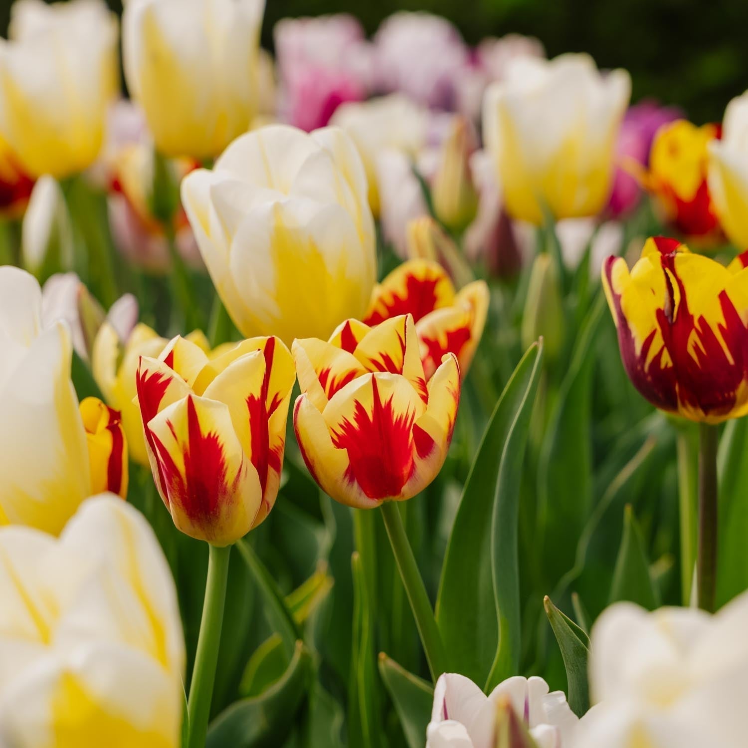 Tulpenmischung 'Rembrandt Mixed'
