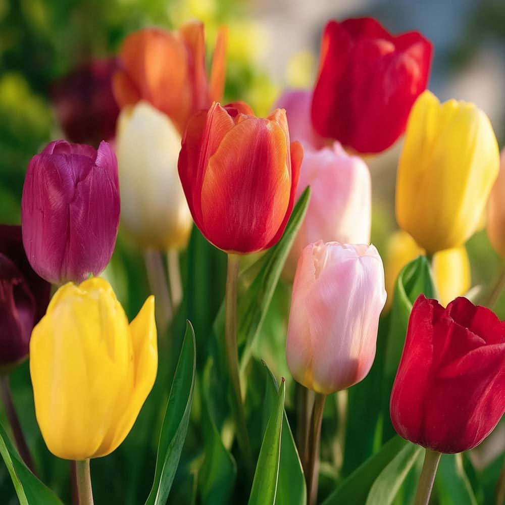 Tulpenmischung 'Single Late Combi' Mixed
