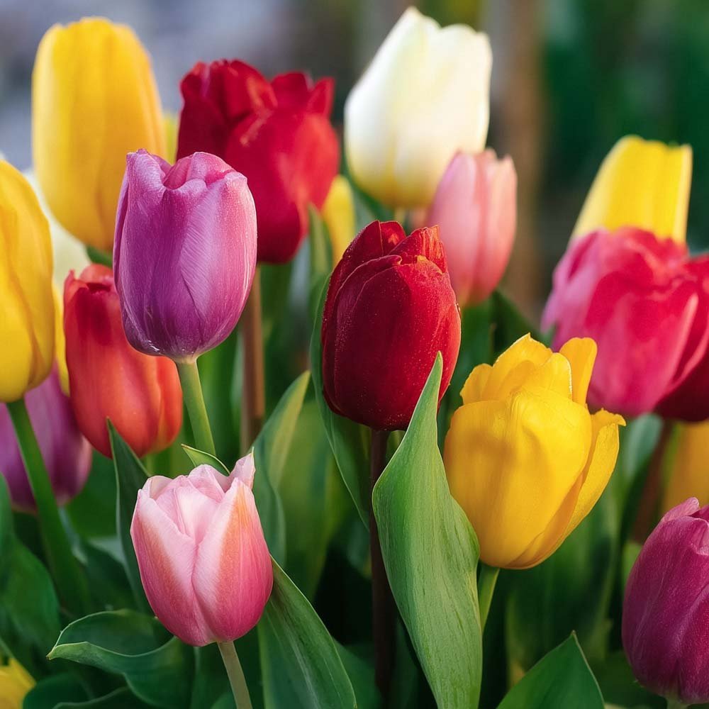 Tulpenmischung 'Single Late Combi' Mixed