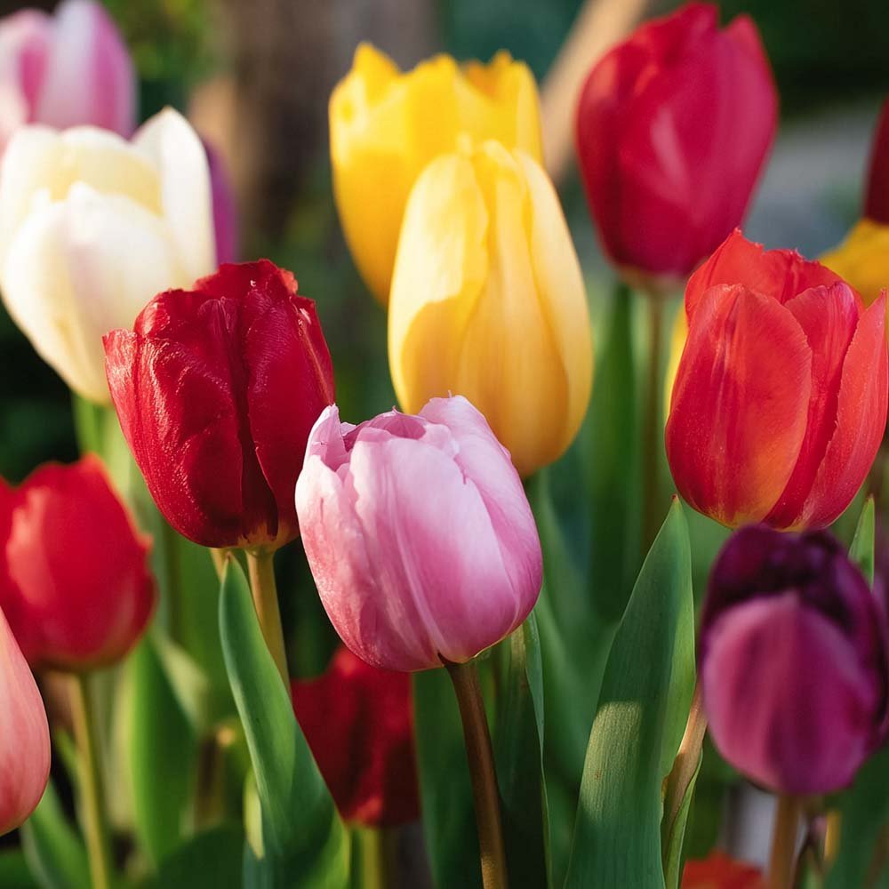 Tulpenmischung 'Single Late Combi' Mixed