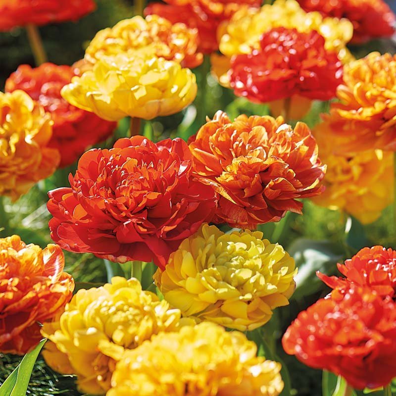 Tulpenmischung 'Sun Lover Mixed'