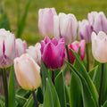 Tulpenmischung 'Triumph Flag Mixed'