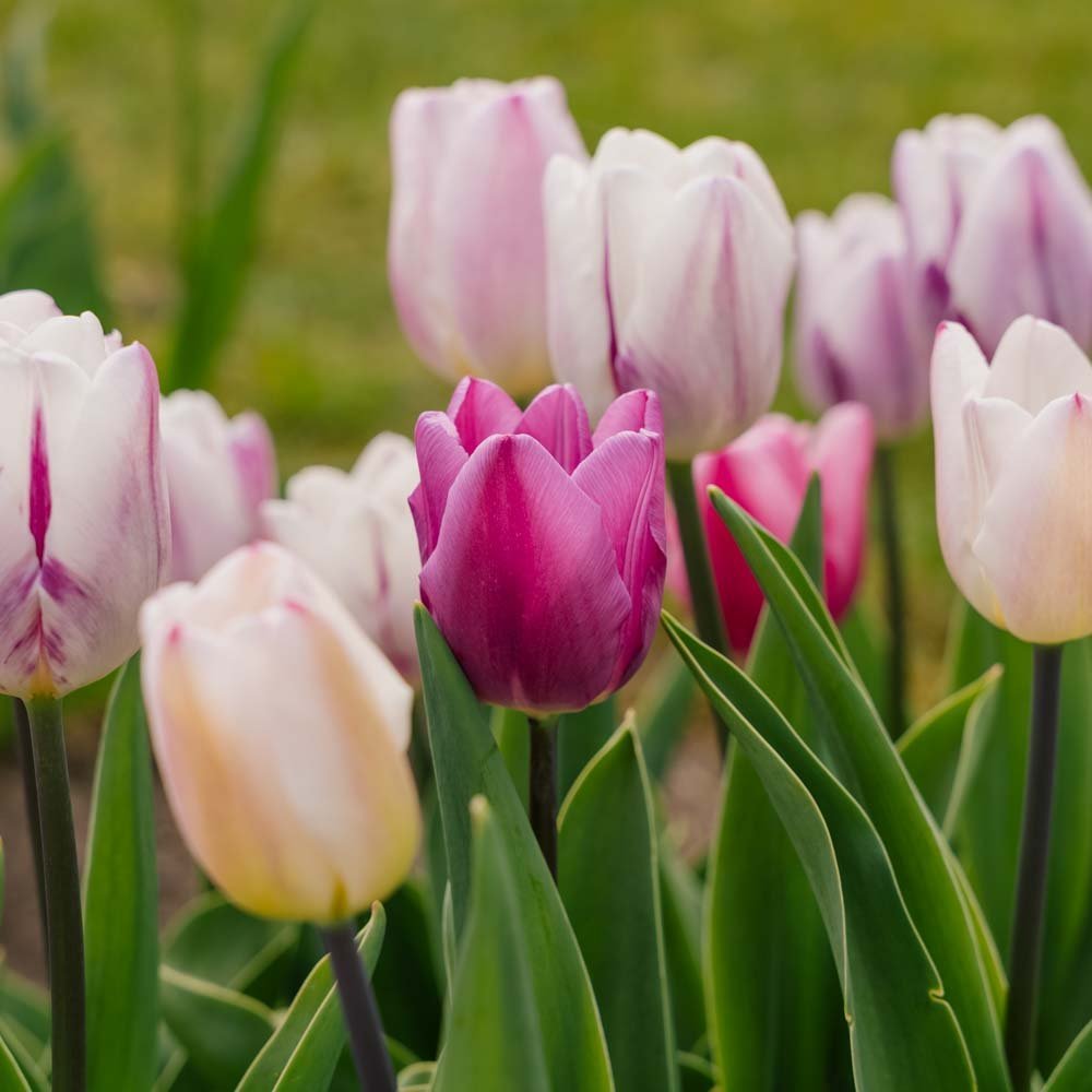 Tulpenmischung 'Triumph Flag Mixed'