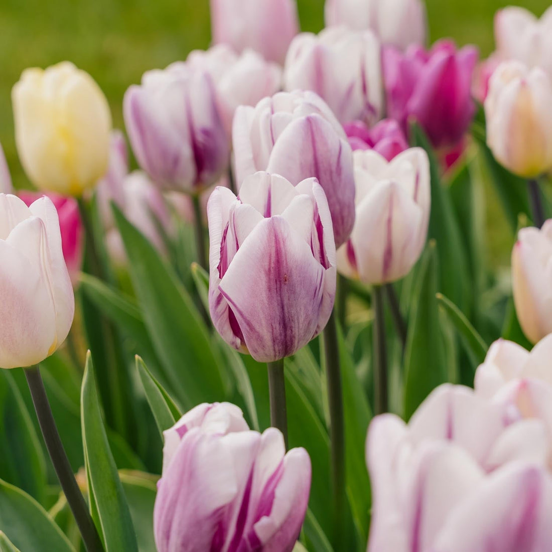 Tulpenmischung 'Triumph Flag Mixed'