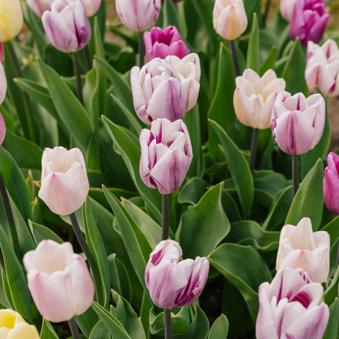 Tulpenmischung 'Triumph Flag Mixed'