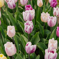 Tulpenmischung 'Triumph Flag Mixed'