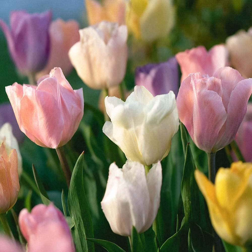 Tulpenmischung 'Triumph Pastel Mix'