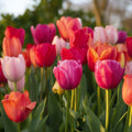Tulpenmischung 'Van Eijk Mixed'