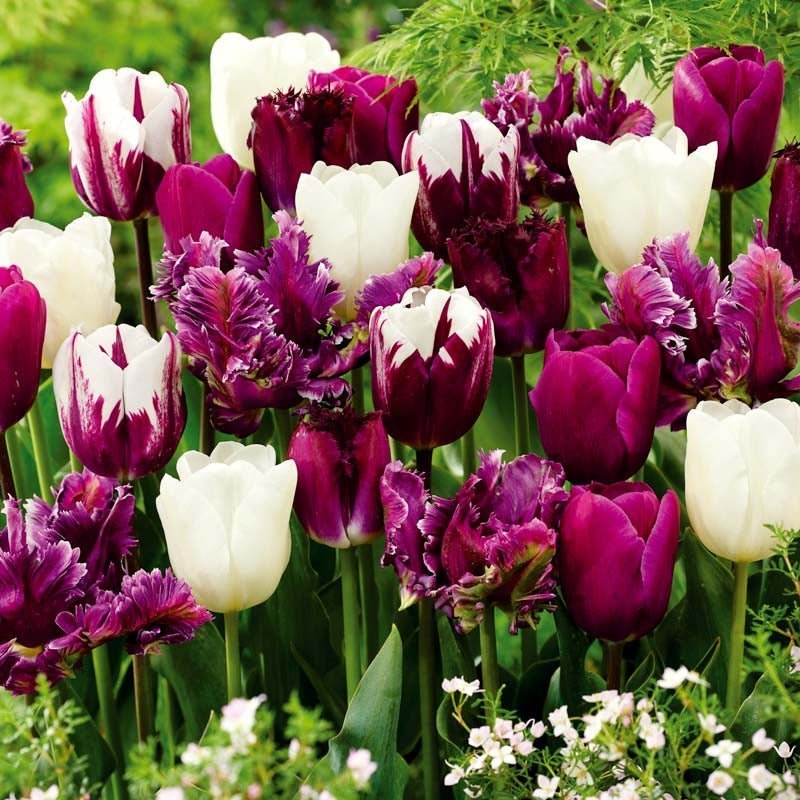 Tulpenmischung 'Violet Lilac Mixed'