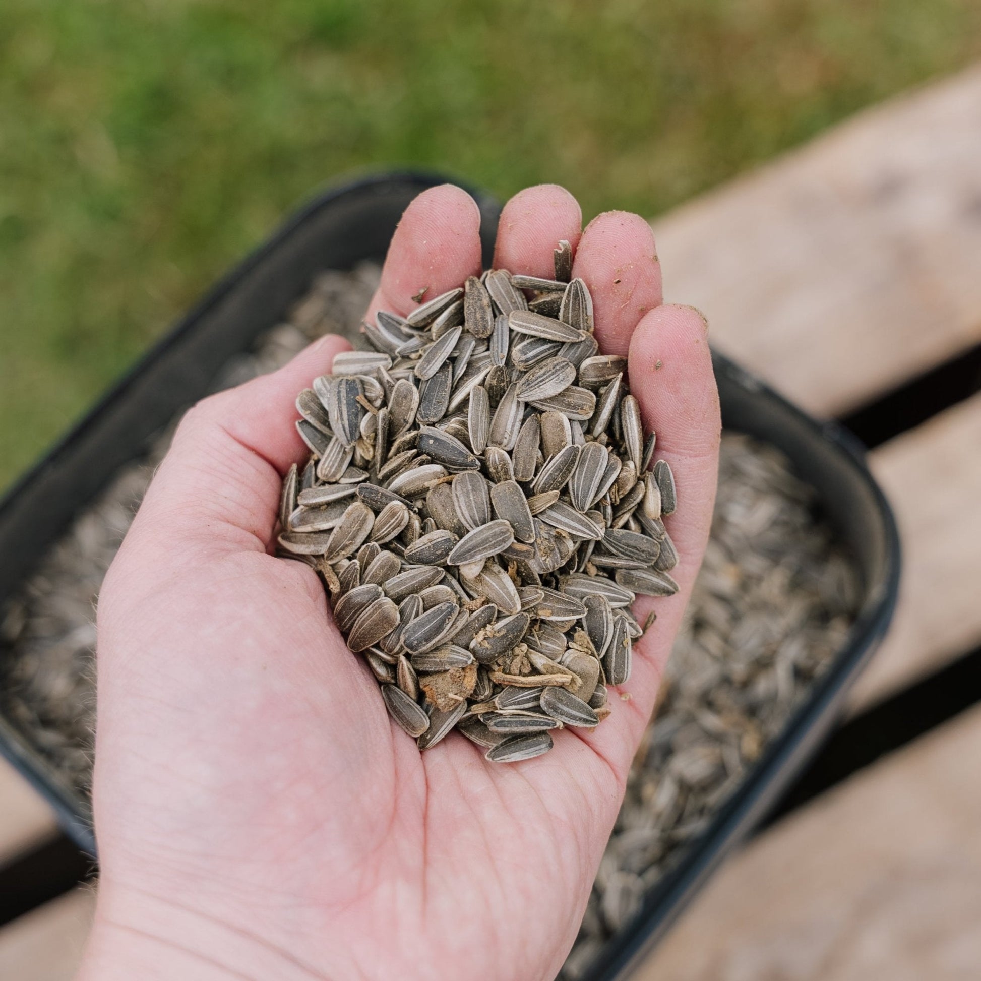Vogelfutter, Sonnenblume natur, 5 L