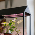 Wachstumslicht, schwarz, L: 17,5 cm B: 42,4 cm H: 36,5 cm