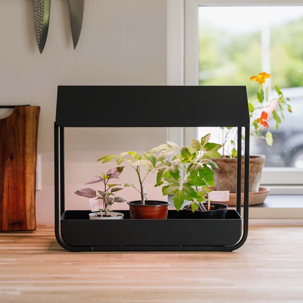 Wachstumslicht, schwarz, L: 17,5 cm B: 42,4 cm H: 36,5 cm