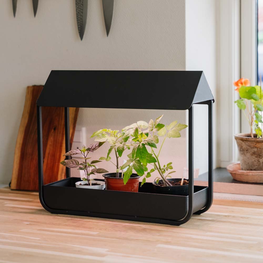 Wachstumslicht, schwarz, L: 17,5 cm B: 42,4 cm H: 36,5 cm