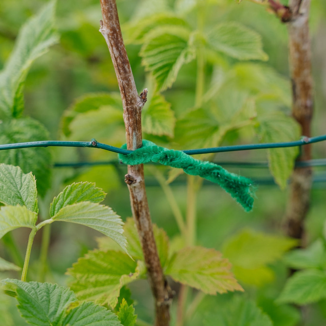 Weiche Drehbänder 15 cm, 50 stück