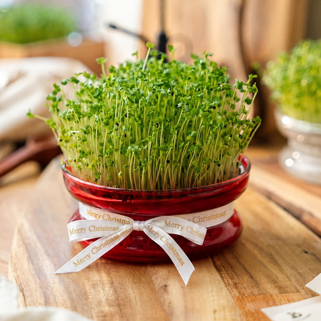 Weihnachts-Keimschale für Microgreens