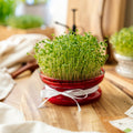 Weihnachtspaket für Microgreens - 5 Beutel Bio-Samen