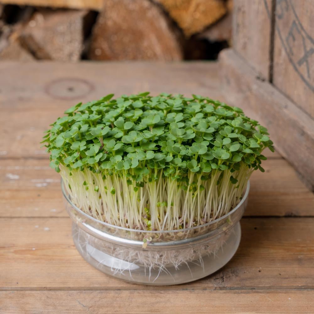 Weißer Pak Choi Microgreens Samen - 6500 Biosamen