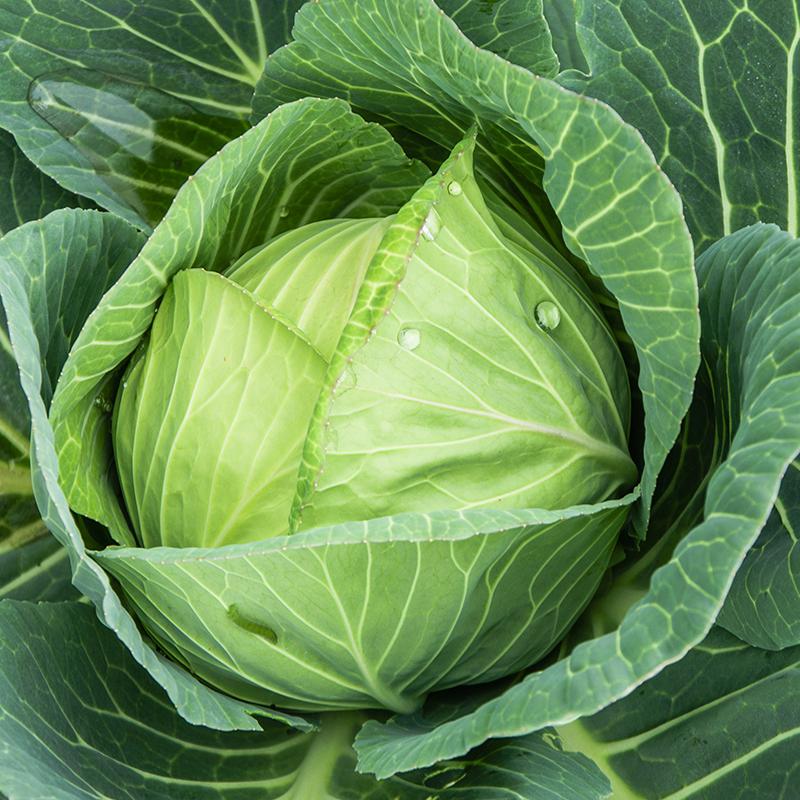 Weißkohl Samen 'Langedijker Bewaar' - 50 Biosamen