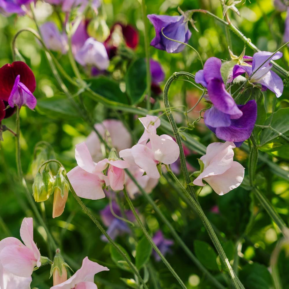 Wicken Samen 'Sweet Pea Mix' - 20 Biosamen