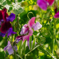 Wicken Samen 'Sweet Pea Mix' - 20 Biosamen