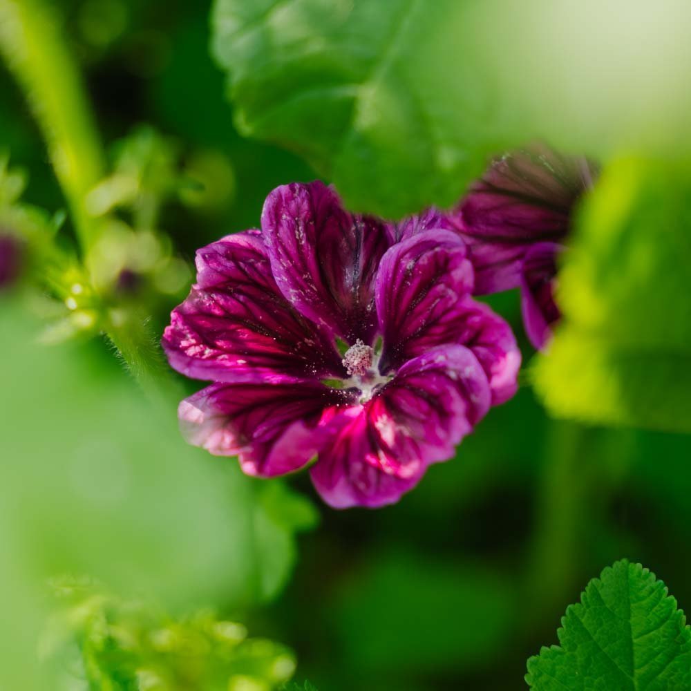 Wilde Malve Samen 'Mauritanica' - 100 Biosamen