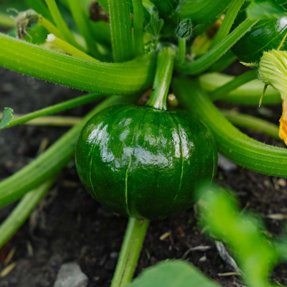 Winterkürbissamen 'Zappalito' - 4 Biosamen