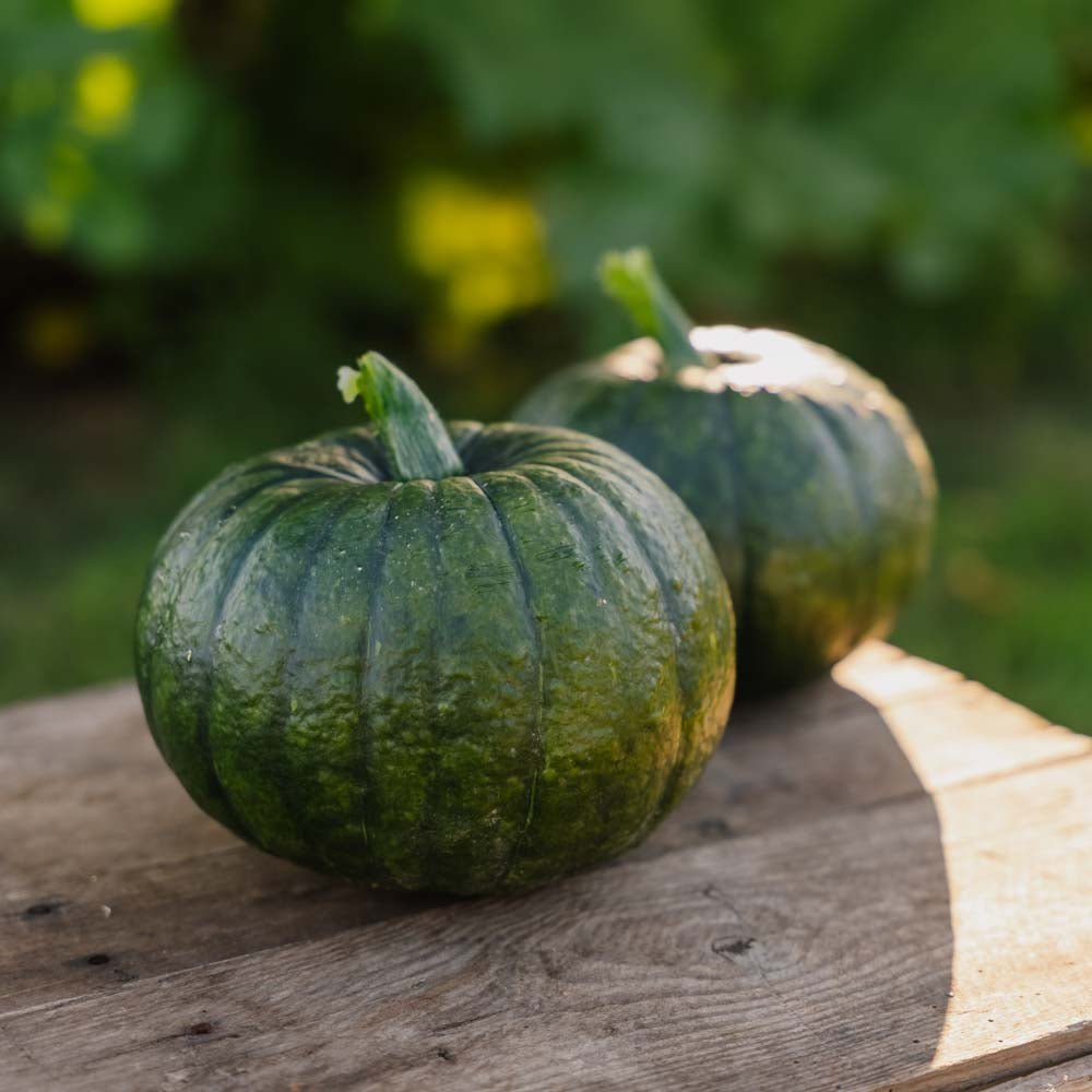 Winterkürbissamen 'Zappalito' - 4 Biosamen