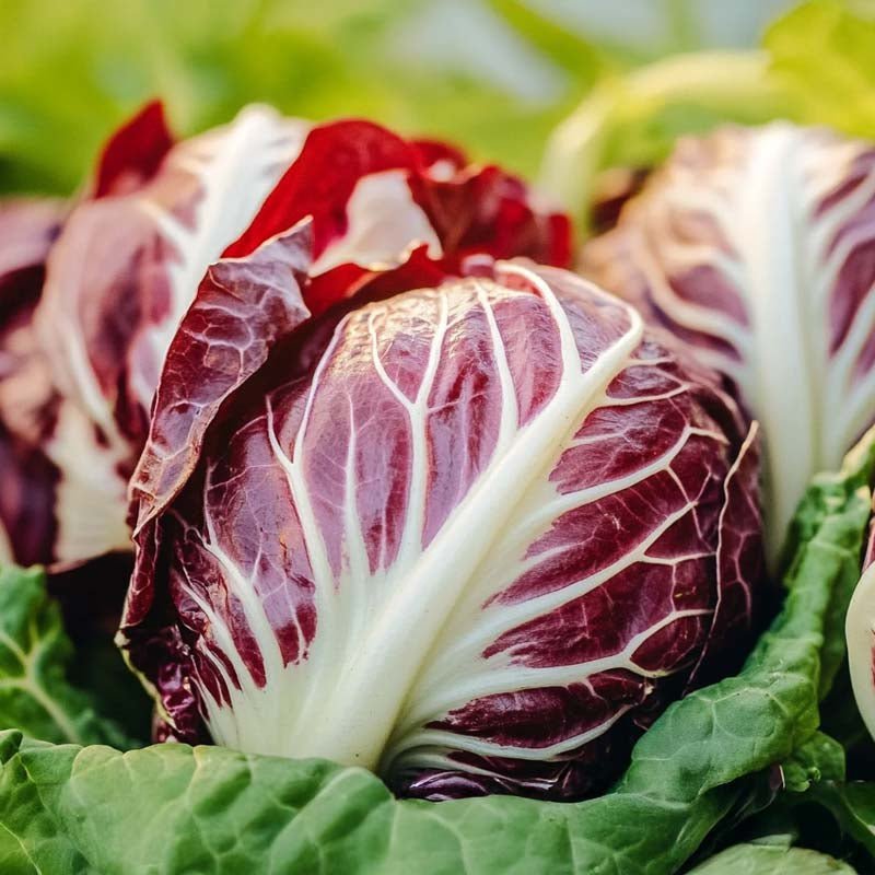 Zichoriensalat Samen 'Palla Rossa' - 200 Biosamen