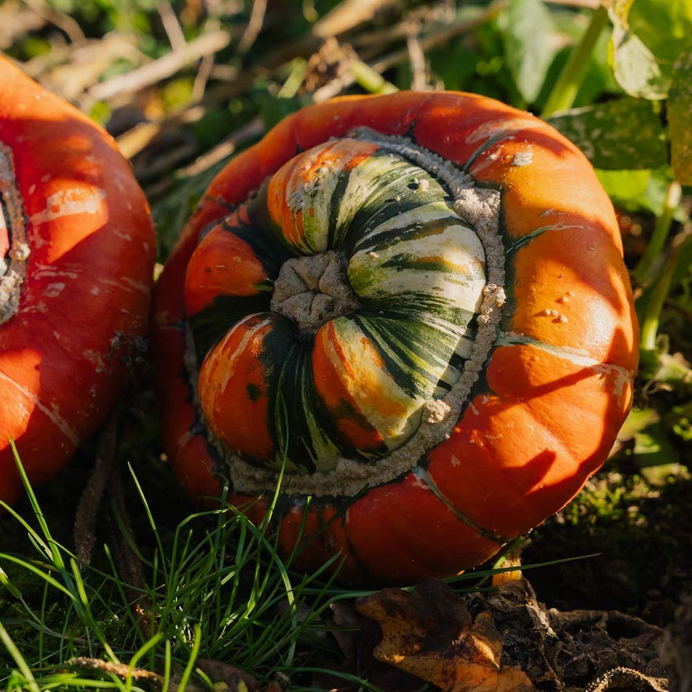 Zierkürbis Samen 'Bischofsmütze' - 5 Biosamen