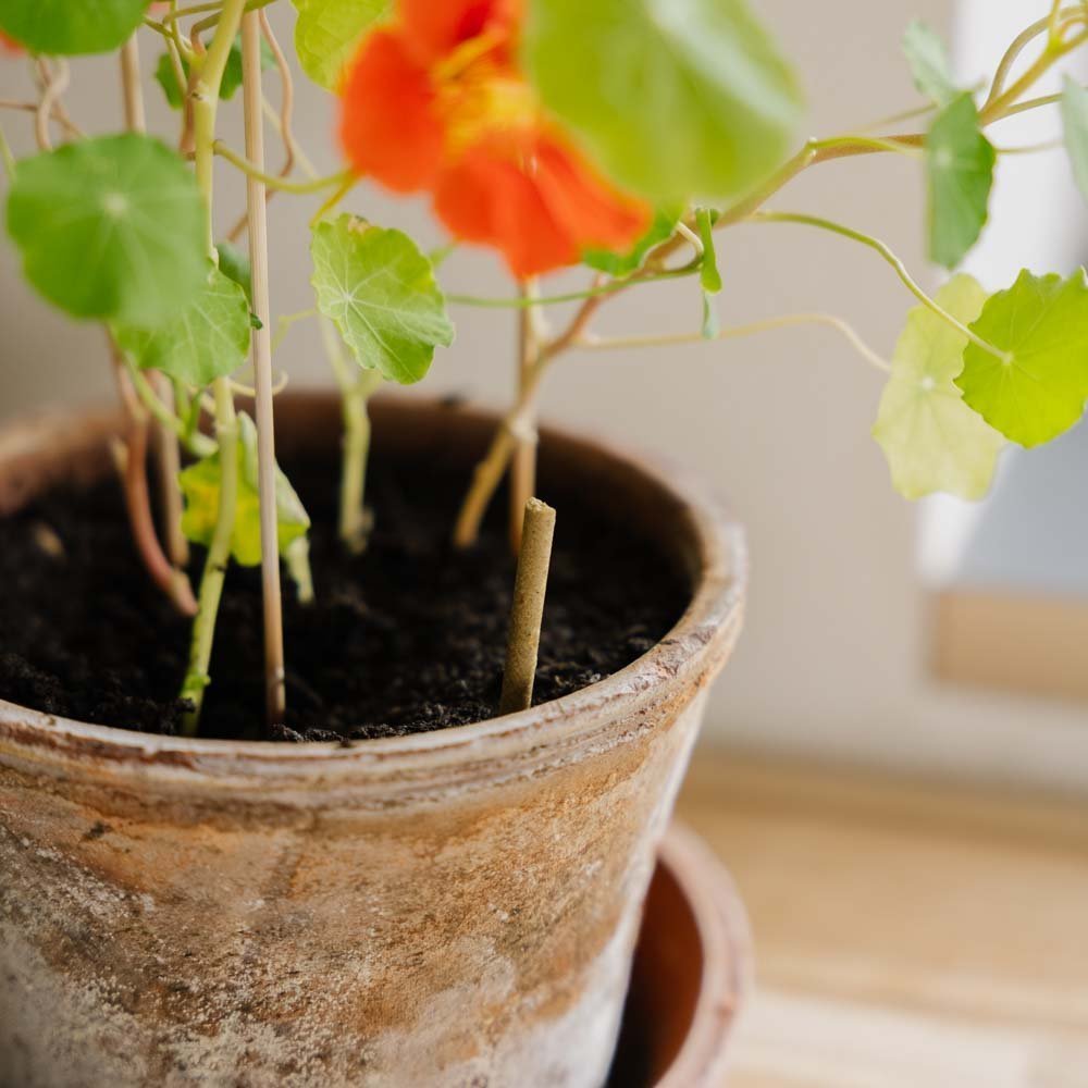 Zimmerpflanzendüngerstäbchen, 30 stück