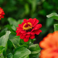 Zinnien Samen 'Carroussel' - 50 Biosamen