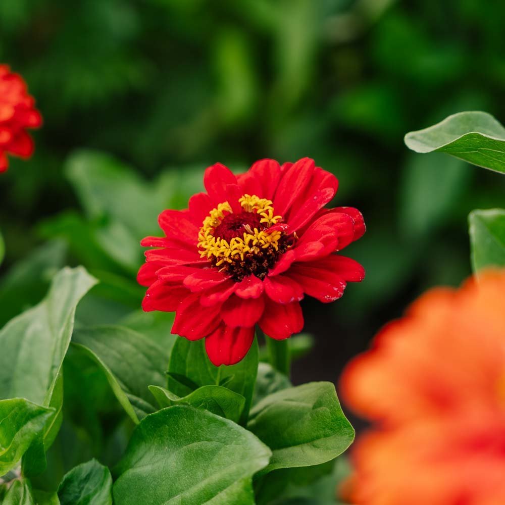 Zinnien Samen 'Carroussel' - 50 Biosamen