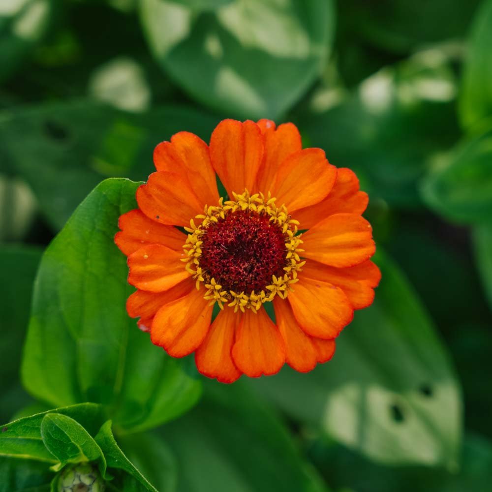 Zinniensamen 'Sommer in Orange' - 50 Biosamen