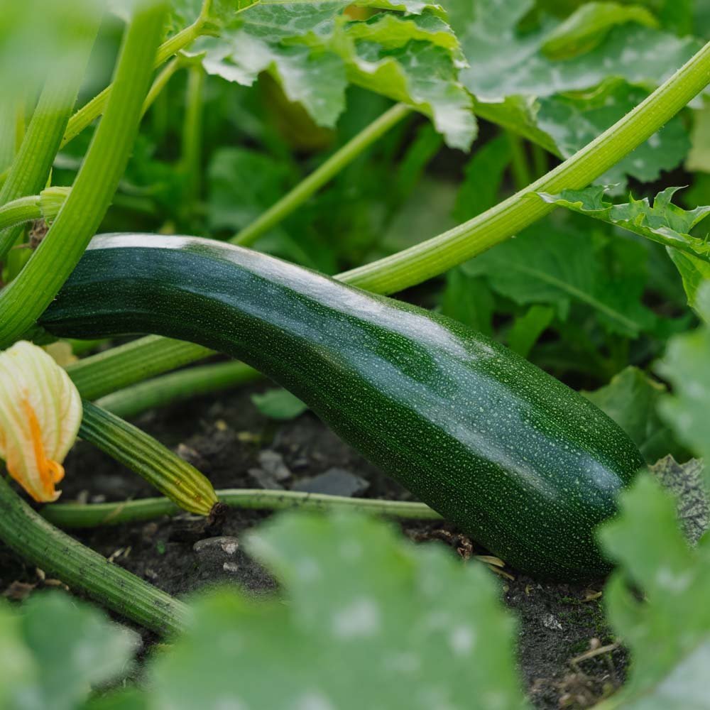 Zucchini Samen 'Black Beauty' - 6 Biosamen