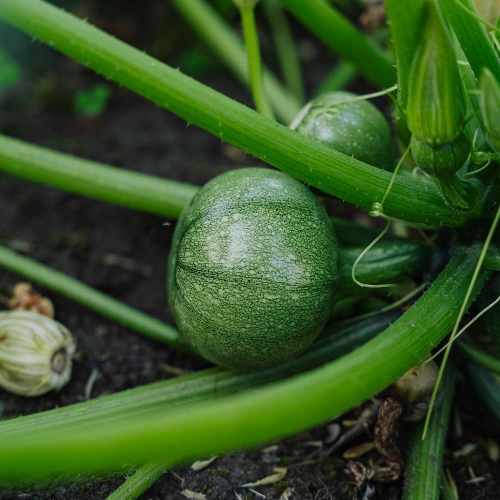 Zucchini Samen 'Ola redonda' - 5 Biosamen