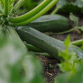 Zucchini Samen 'Zucchini' - 6 Biosamen