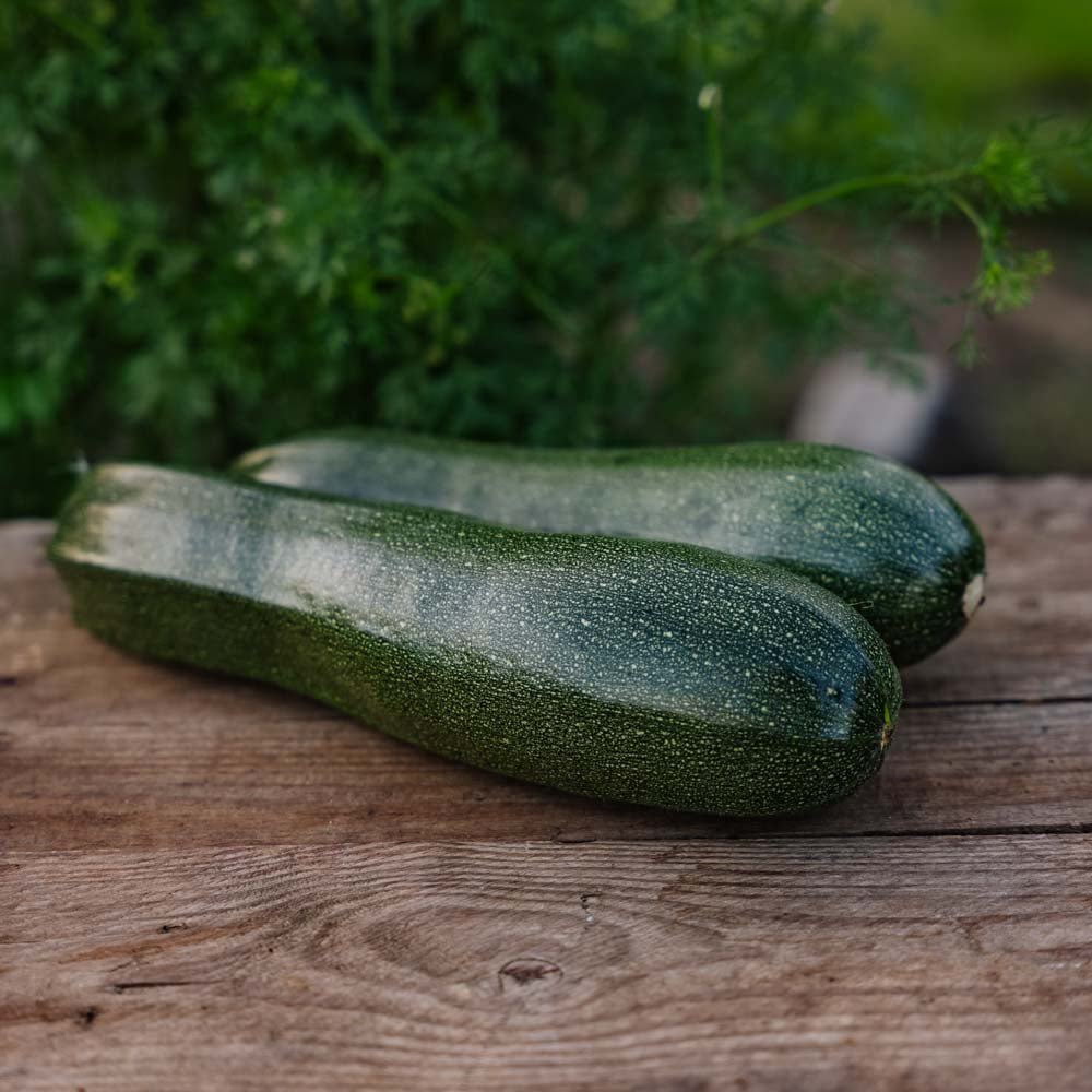 Zucchini Samen 'Zucchini' - 6 Biosamen